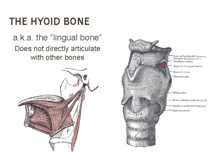 THE HYOID BONE a. k. a. the ”lingual bone” Does not directly articulate with