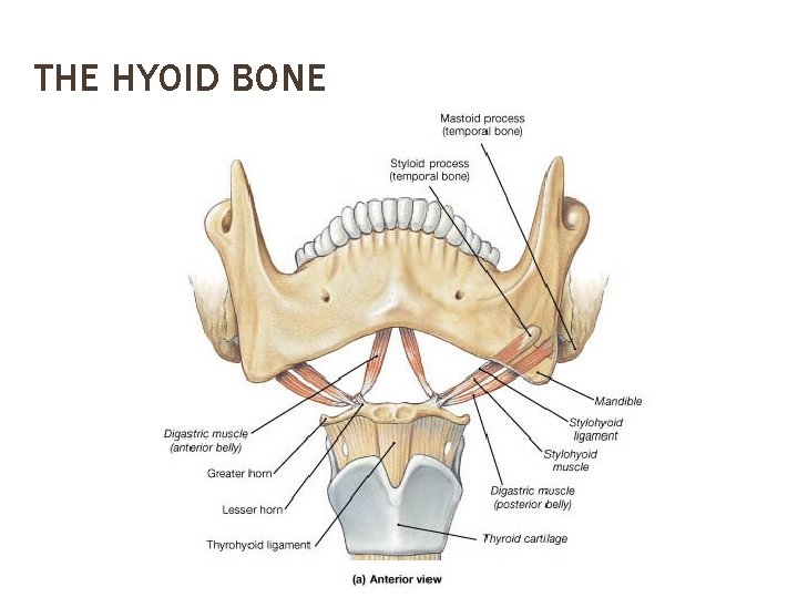 THE HYOID BONE 