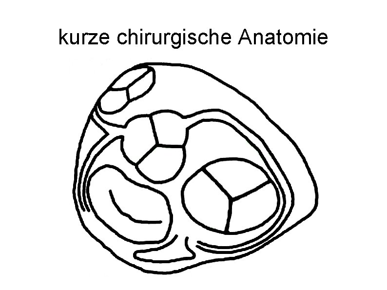 kurze chirurgische Anatomie 