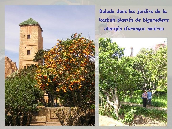 Balade dans les jardins de la kasbah plantés de bigaradiers chargés d’oranges amères 