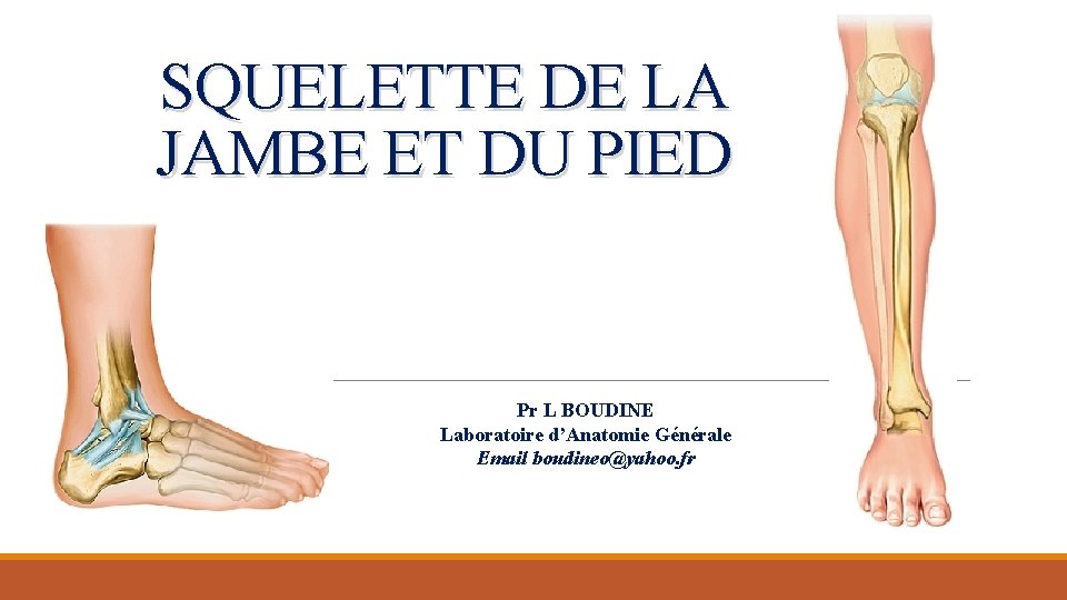 SQUELETTE DE LA JAMBE ET DU PIED Pr L BOUDINE Laboratoire d’Anatomie Générale Email