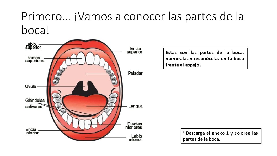 Primero… ¡Vamos a conocer las partes de la boca! Estas son las partes de