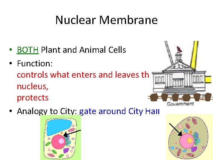 Nuclear Membrane • BOTH Plant and Animal Cells • Function: controls what enters and