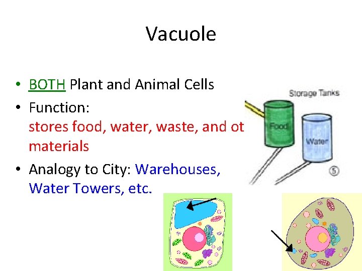 Vacuole • BOTH Plant and Animal Cells • Function: stores food, water, waste, and