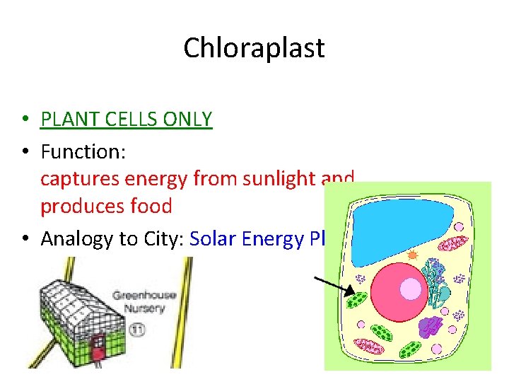 Chloraplast • PLANT CELLS ONLY • Function: captures energy from sunlight and produces food