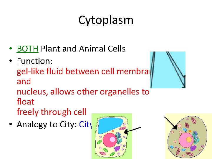 Cytoplasm • BOTH Plant and Animal Cells • Function: gel-like fluid between cell membrane