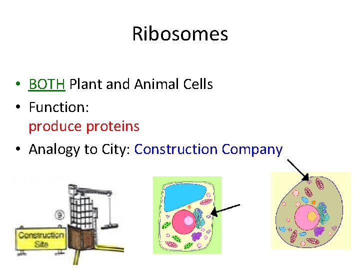 Ribosomes • BOTH Plant and Animal Cells • Function: produce proteins • Analogy to