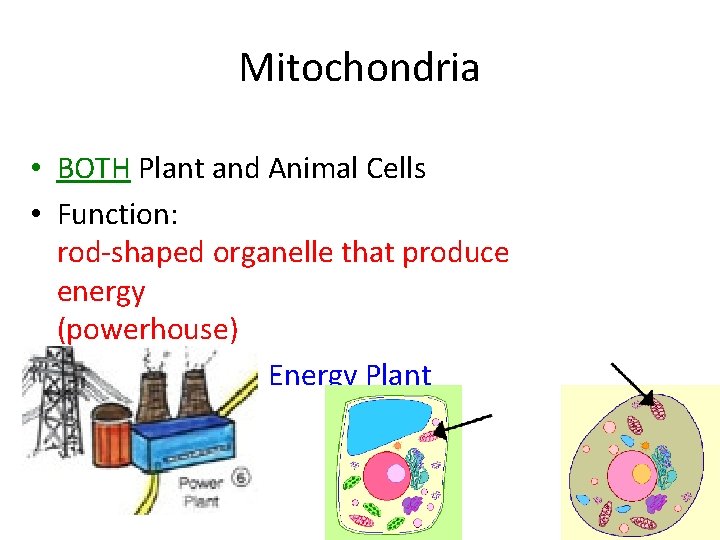 Mitochondria • BOTH Plant and Animal Cells • Function: rod-shaped organelle that produce energy