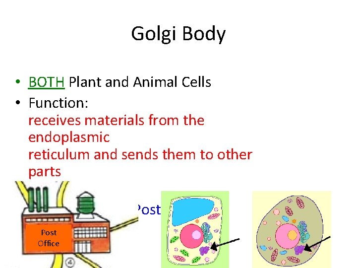 Golgi Body • BOTH Plant and Animal Cells • Function: receives materials from the