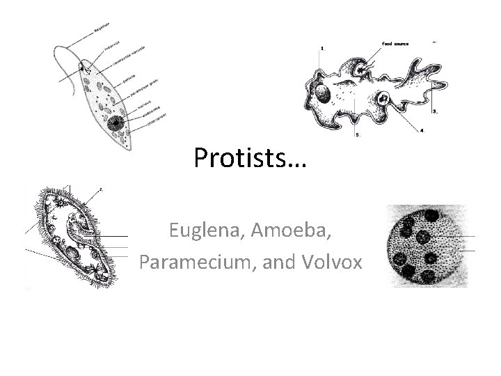 Protists… Euglena, Amoeba, Paramecium, and Volvox 