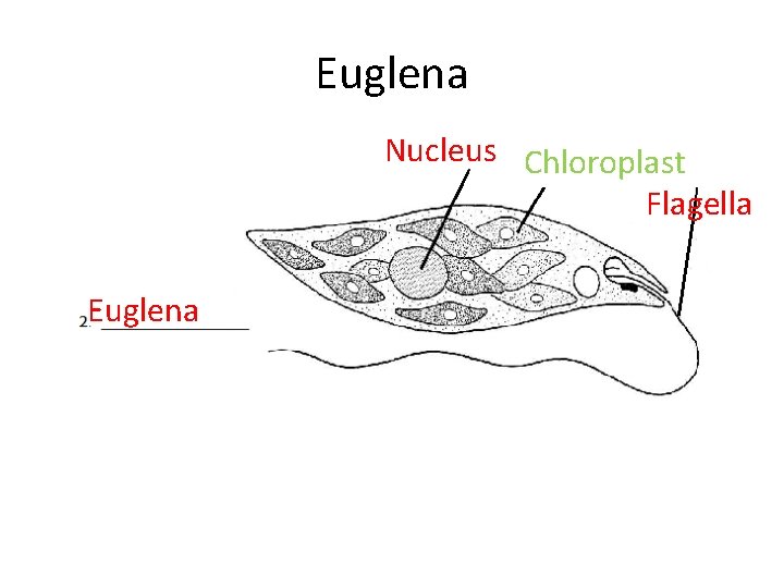 Euglena Nucleus Chloroplast Flagella Euglena 