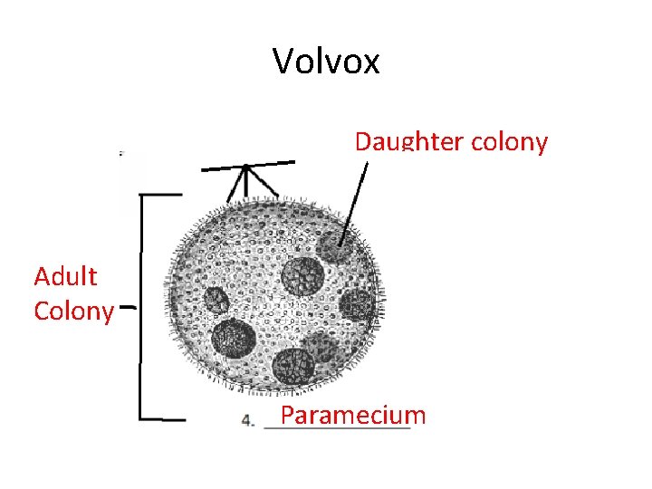 Volvox Daughter colony Adult Colony Paramecium 