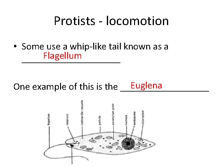 Protists - locomotion • Some use a whip-like tail known as a Flagellum __________