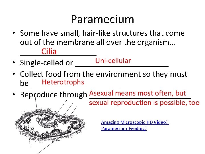 Paramecium • Some have small, hair-like structures that come out of the membrane all