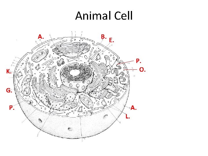 Animal Cell A. B. E. P. O. K. G. P. A. L. 