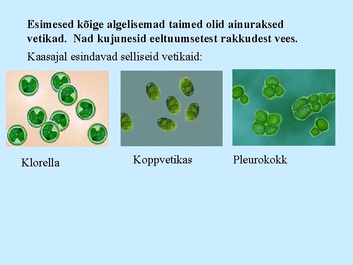 Esimesed kõige algelisemad taimed olid ainuraksed vetikad. Nad kujunesid eeltuumsetest rakkudest vees. Kaasajal esindavad