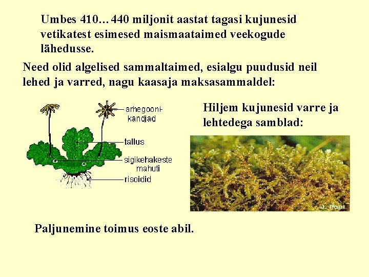 Umbes 410… 440 miljonit aastat tagasi kujunesid vetikatest esimesed maismaataimed veekogude lähedusse. Need olid