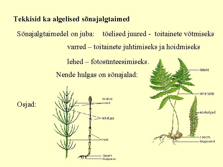 Tekkisid ka algelised sõnajalgtaimed Sõnajalgtaimedel on juba: tõelised juured - toitainete võtmiseks varred –