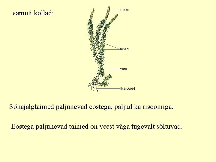 samuti kollad: Sõnajalgtaimed paljunevad eostega, paljud ka risoomiga. Eostega paljunevad taimed on veest väga