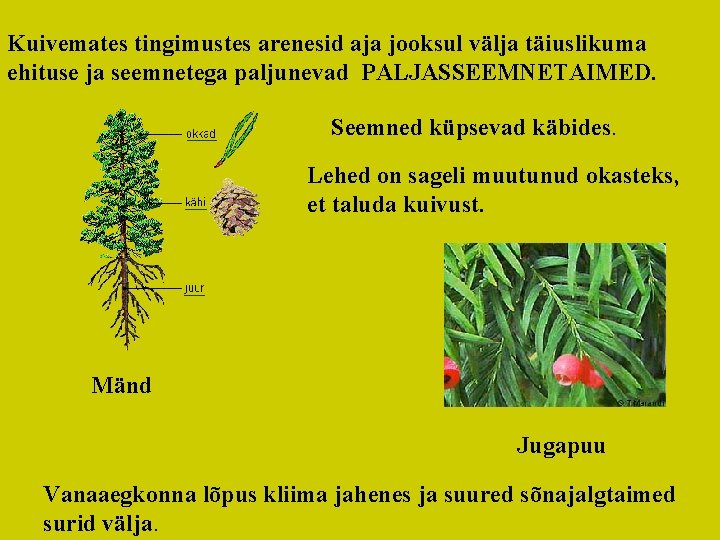 Kuivemates tingimustes arenesid aja jooksul välja täiuslikuma ehituse ja seemnetega paljunevad PALJASSEEMNETAIMED. Seemned küpsevad