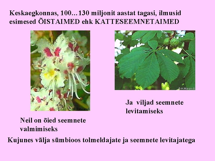 Keskaegkonnas, 100… 130 miljonit aastat tagasi, ilmusid esimesed ÕISTAIMED ehk KATTESEEMNETAIMED Ja viljad seemnete