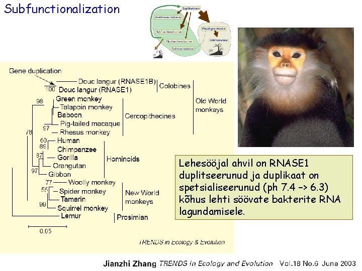 Subfunctionalization Lehesööjal ahvil on RNASE 1 duplitseerunud ja duplikaat on spetsialiseerunud (ph 7. 4