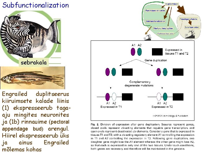 Subfunctionalization sebrakala Engrailed duplitseerus kiiruimsete kalade liinis (1) ekspresseerub tagaaju mingites neuronites ja (1