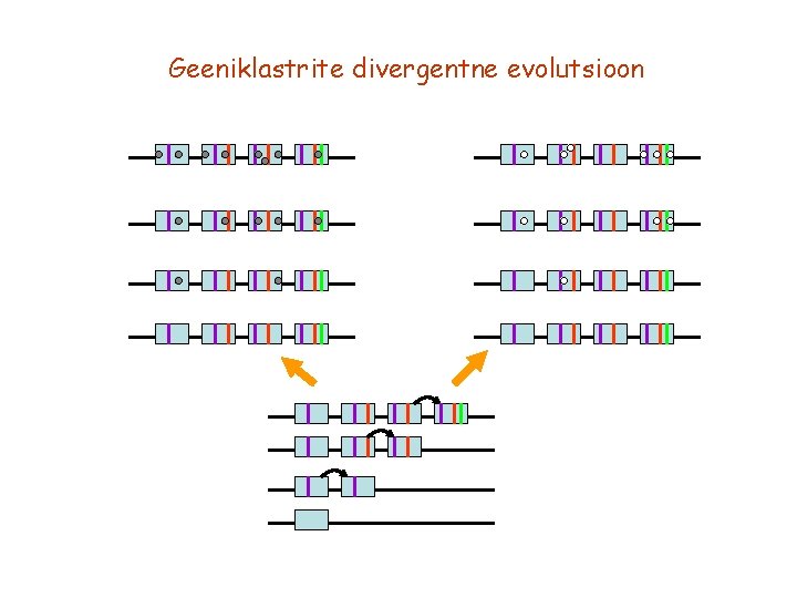 Geeniklastrite divergentne evolutsioon 