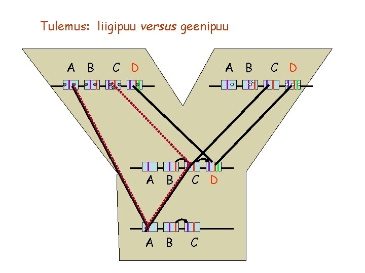 Tulemus: liigipuu versus geenipuu A B C D A B C C D 