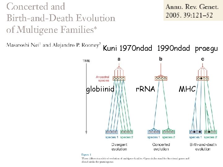 Kuni 1970 ndad 1990 ndad praegu globiinid r. RNA MHC 