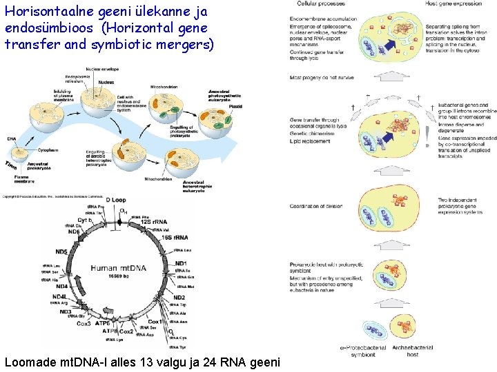 Horisontaalne geeni ülekanne ja endosümbioos (Horizontal gene transfer and symbiotic mergers) Loomade mt. DNA-l