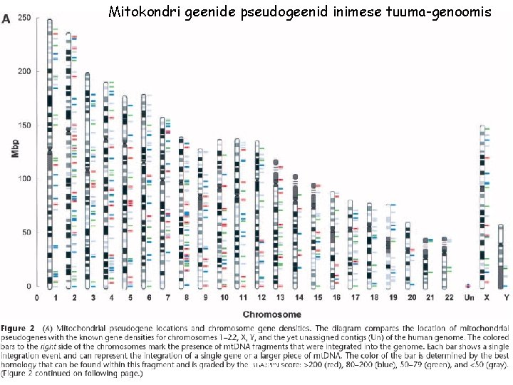 Mitokondri geenide pseudogeenid inimese tuuma-genoomis 