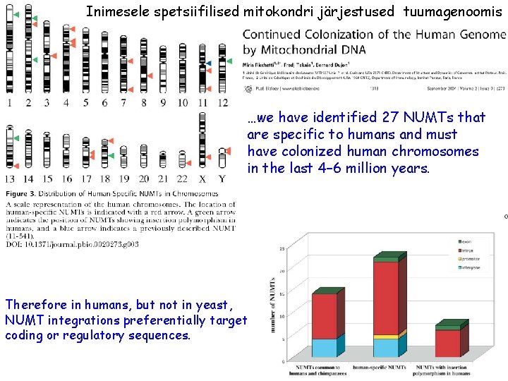 Inimesele spetsiifilised mitokondri järjestused tuumagenoomis …we have identified 27 NUMTs that are specific to