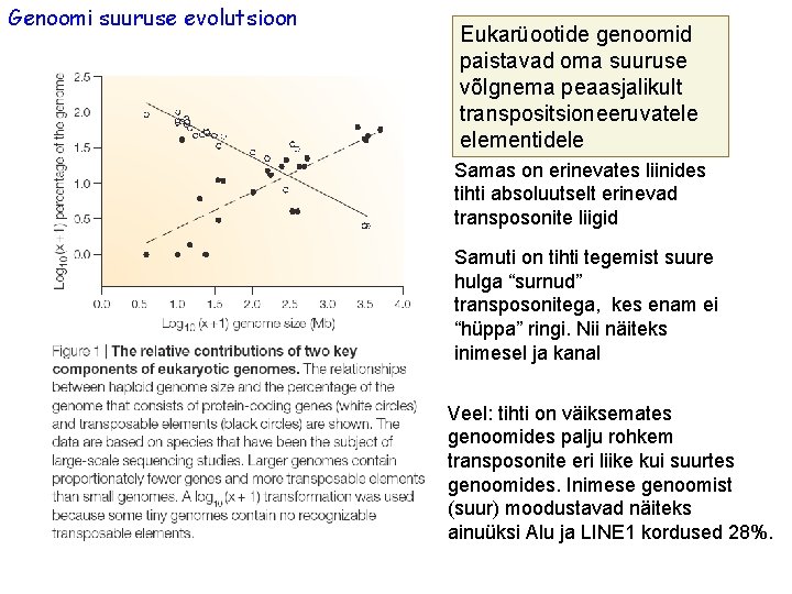 Genoomi suuruse evolutsioon Eukarüootide genoomid paistavad oma suuruse võlgnema peaasjalikult transpositsioneeruvatele elementidele Samas on