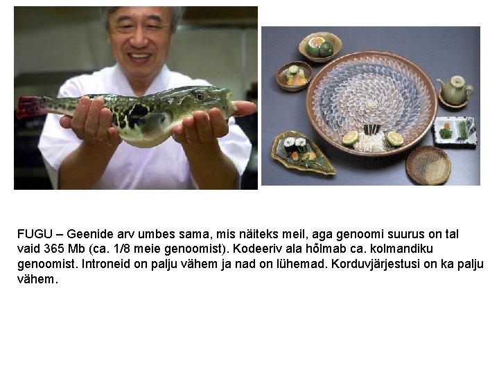 FUGU – Geenide arv umbes sama, mis näiteks meil, aga genoomi suurus on tal