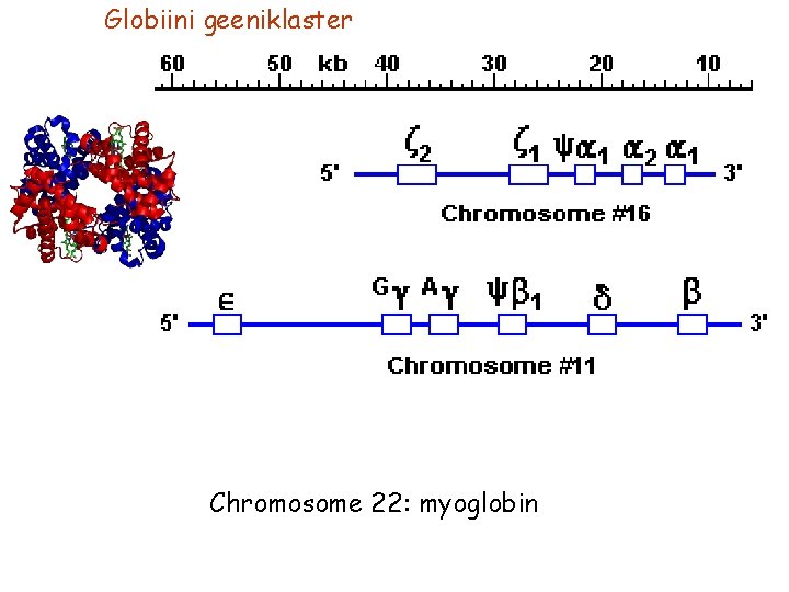 Globiini geeniklaster Chromosome 22: myoglobin 