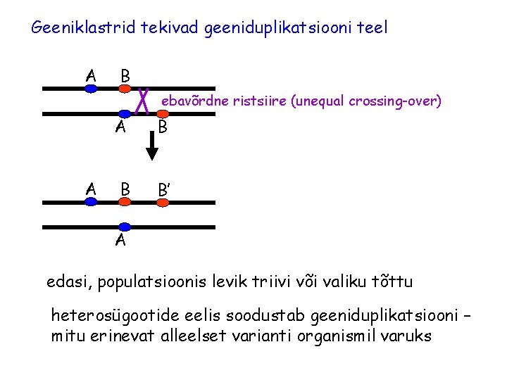 Geeniklastrid tekivad geeniduplikatsiooni teel A B ebavõrdne ristsiire (unequal crossing-over) A A B B