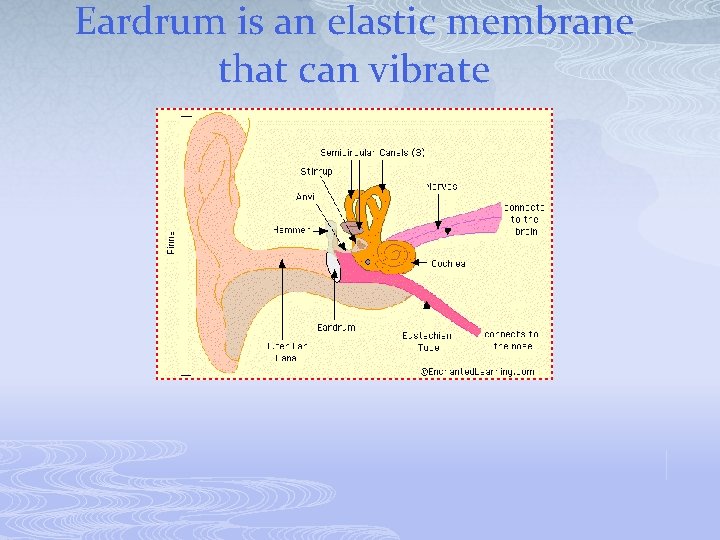 Eardrum is an elastic membrane that can vibrate 