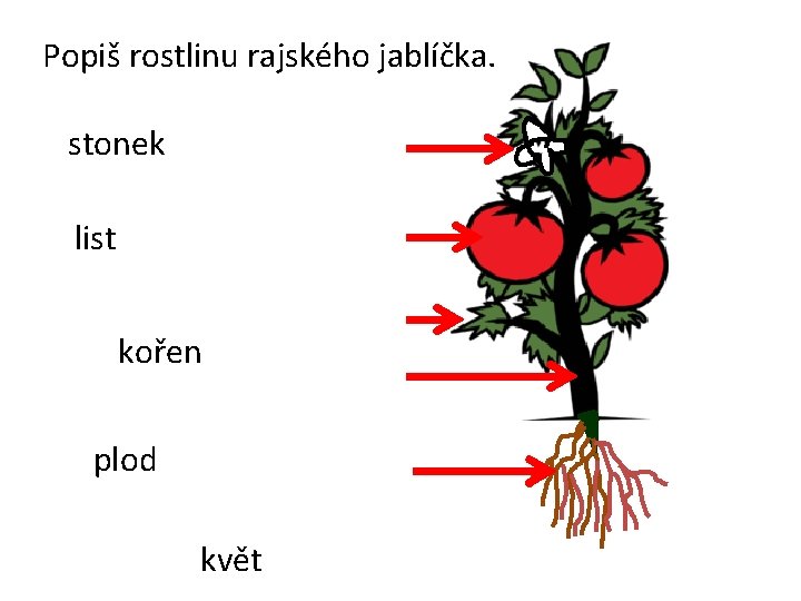 Popiš rostlinu rajského jablíčka. stonek list kořen plod květ 