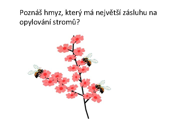 Poznáš hmyz, který má největší zásluhu na opylování stromů? 