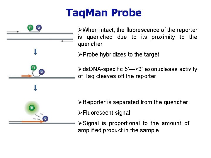 Taq. Man Probe ØWhen intact, the fluorescence of the reporter is quenched due to