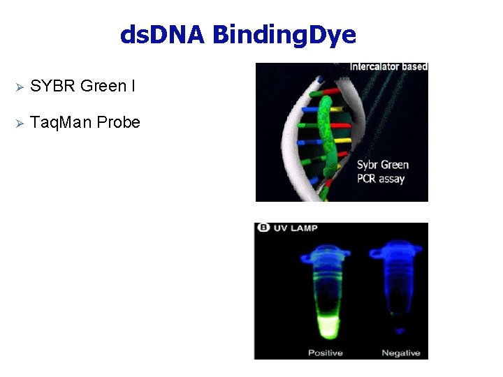 ds. DNA Binding. Dye Ø SYBR Green I Ø Taq. Man Probe 