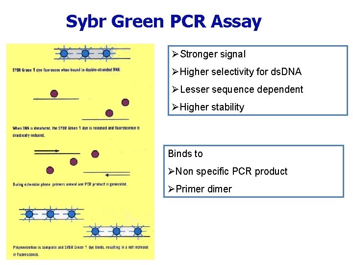 Sybr Green PCR Assay ØStronger signal ØHigher selectivity for ds. DNA ØLesser sequence dependent