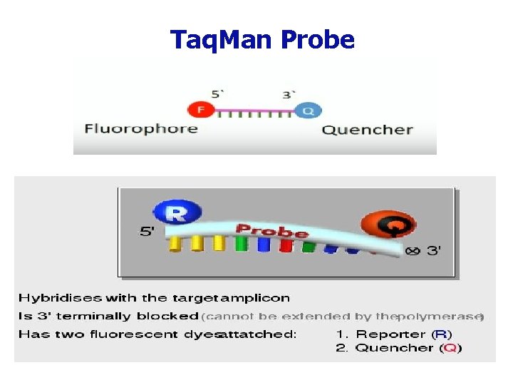 Taq. Man Probe 