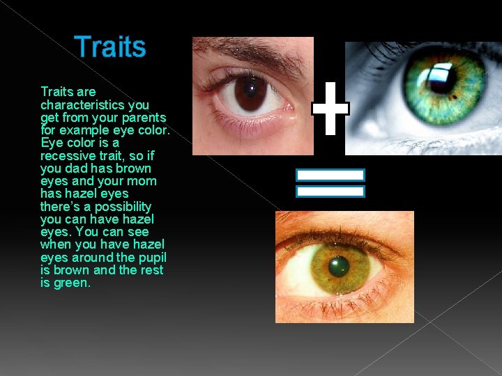 Traits Pedigrees Punnett Squares Juanya Simmons Traits are