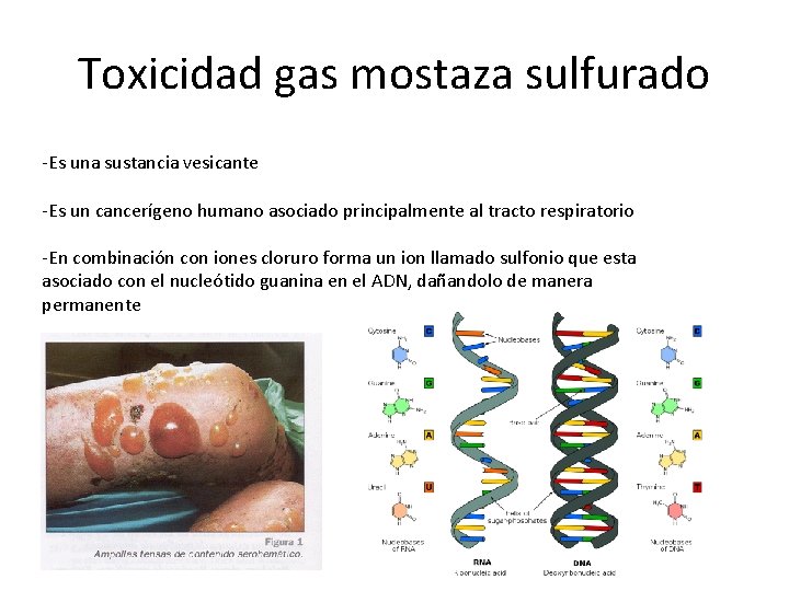 Toxicidad gas mostaza sulfurado -Es una sustancia vesicante -Es un cancerígeno humano asociado principalmente