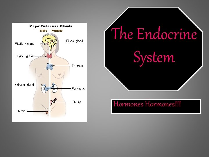 The Endocrine System Hormones!!! 