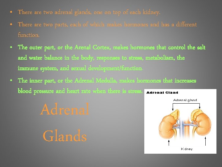  • There are two adrenal glands, one on top of each kidney. •