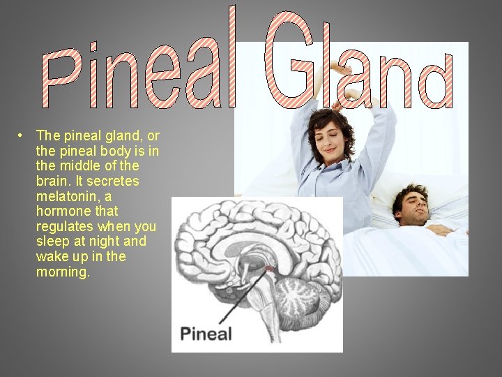  • The pineal gland, or the pineal body is in the middle of