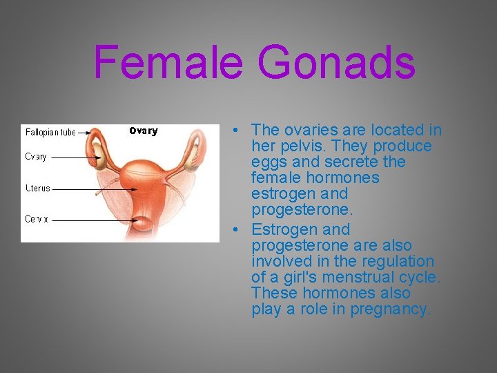 Female Gonads • The ovaries are located in her pelvis. They produce eggs and